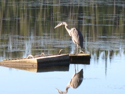 Morning Heron doing some fishing.