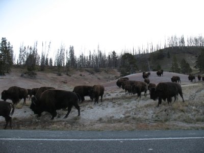 Herd of Bison.