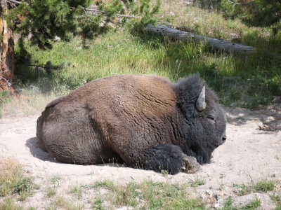 Young Bison sitting in his dust bowl. Wanted to take him home.