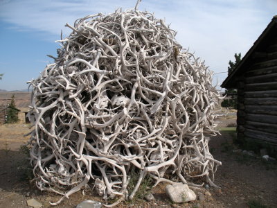 That is a large pile of horns.