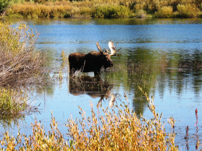 Had to come 2000 miles to finally see a moose!