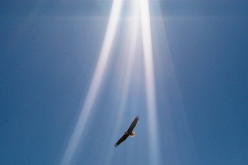 I am the Eagle ...