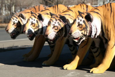 Tigers, Tigers, and Tigers.  Oh My!!!