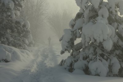 Foggy Trail