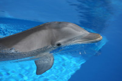 Dolphin in Profile