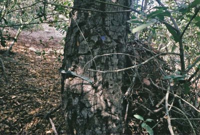 Remains of water hose nailed to a tree.  We used that hose to pull ourselves up the hillside.