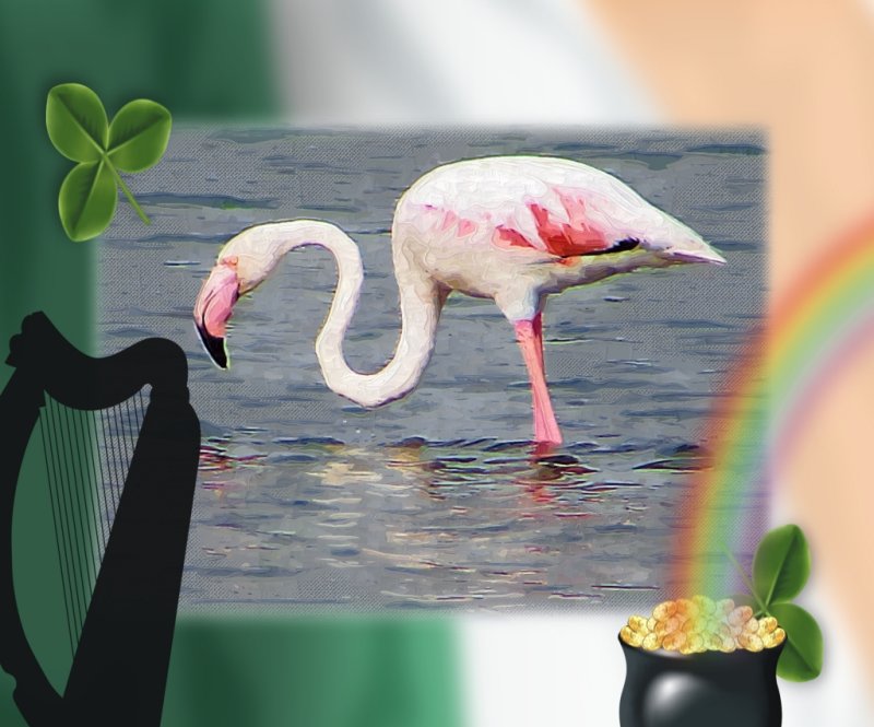 Flamingo