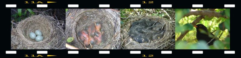 Ninho de Melro // Nest of Blackbird (Turdus merula)