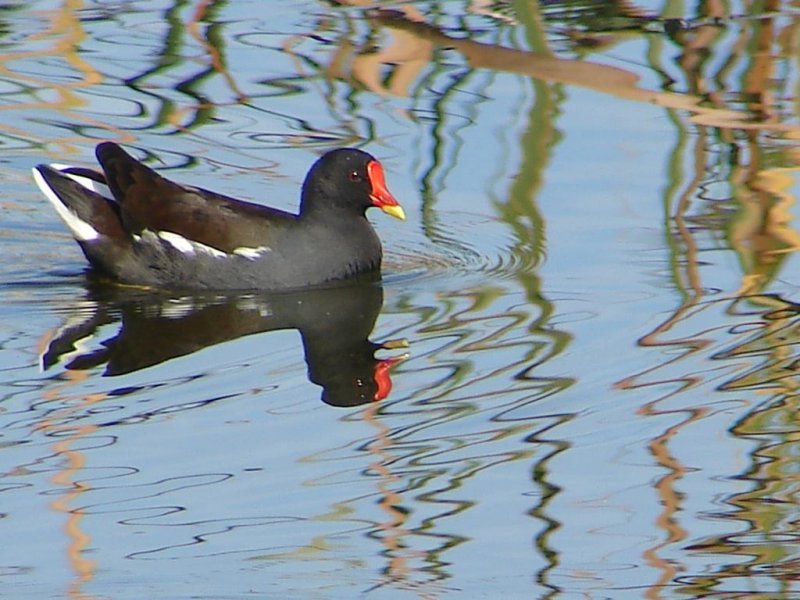 Galinha-dgua // Moorhen (Gallinula chloropus)