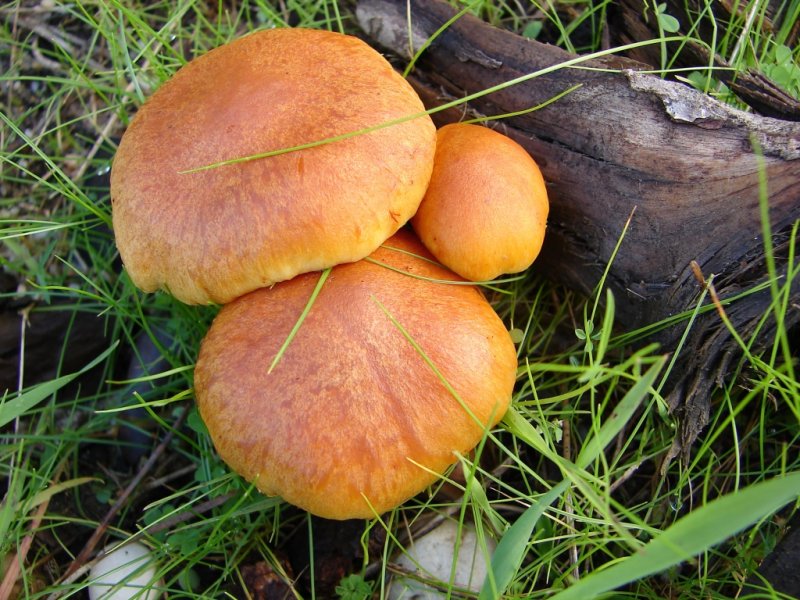 Cogumelos /|\ Mushrooms (Gymnopilus sp.)