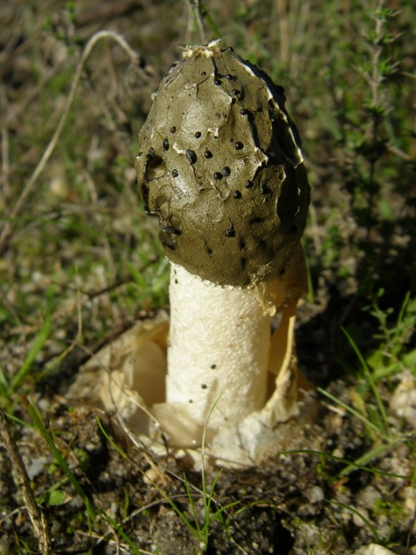 Cogumelo-falale /|\ Common Stinkhorn (Phallus impudicus)