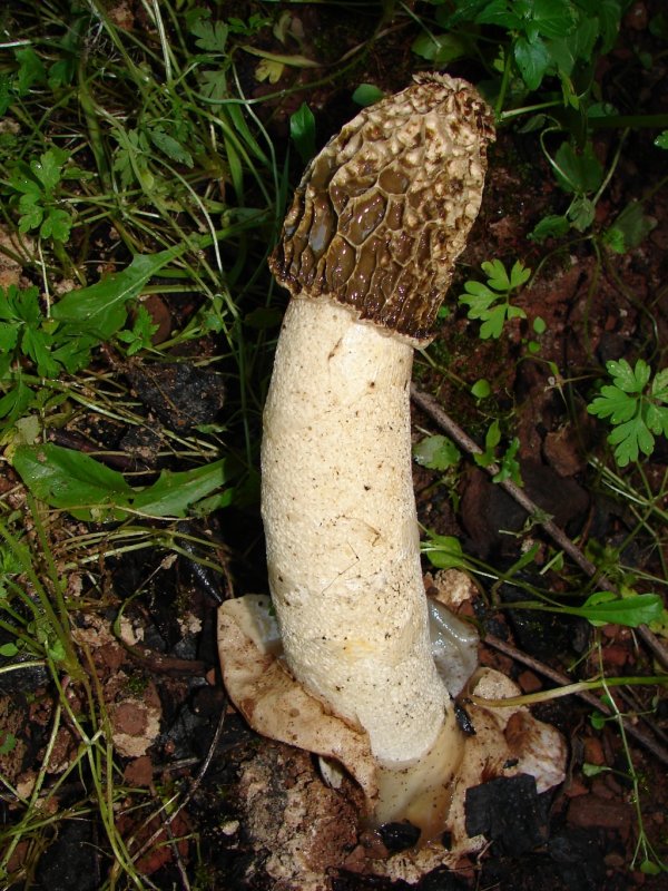 FUNGI: Mushrooms