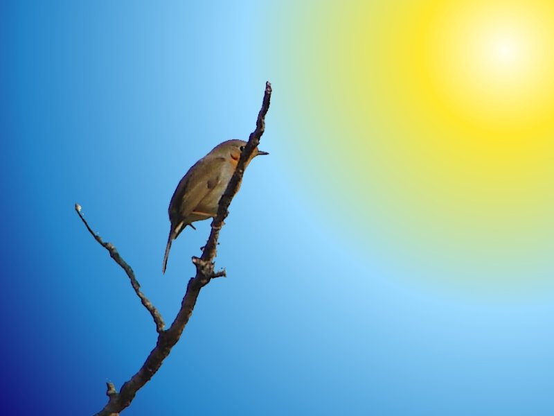 Pisco a apanhar Sol /|\ Robin catching Sun