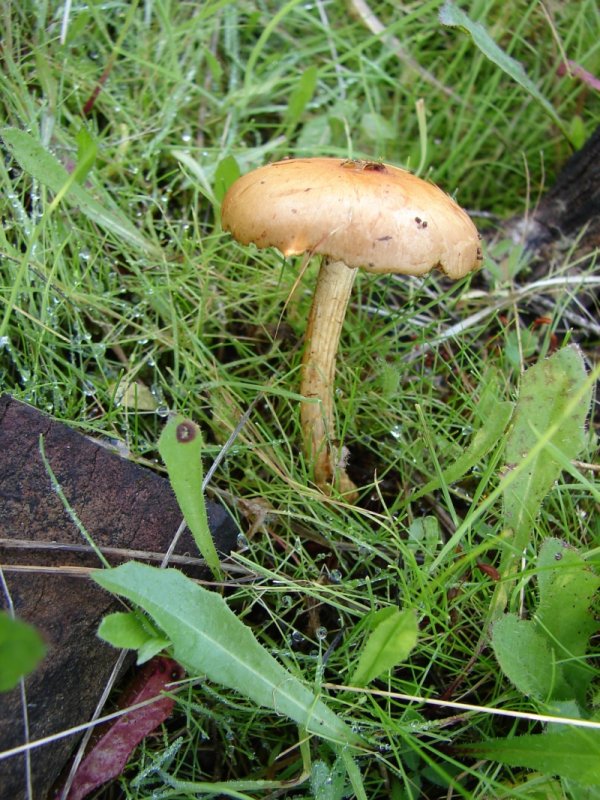 Cogumelo // Mushroom (Pholiota sp.)