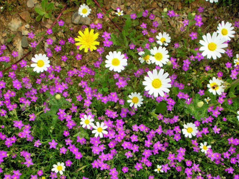 Spring in Algarve, Portugal