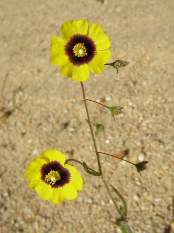 Tuberria-mosqueada // Spotted Rockrose (Xolantha guttata)