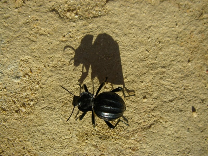 Escaravelho /|\ Beetle (Akis granulifera)