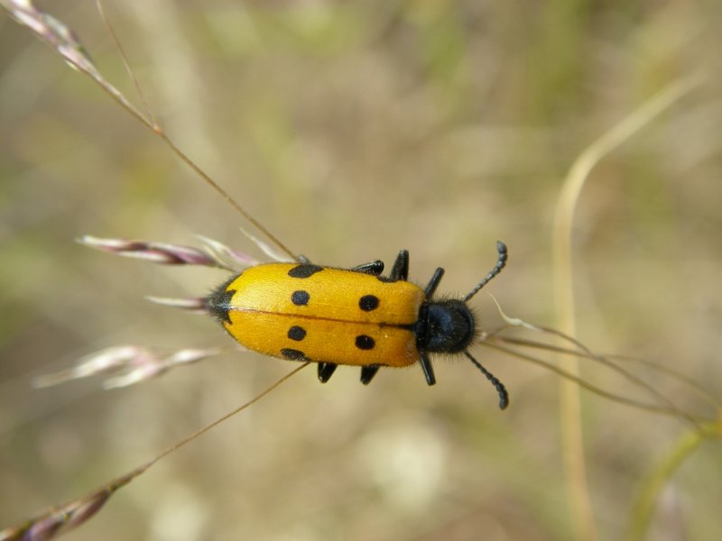 Escaravelho /|\ Beetle (Mylabris quadripunctata)