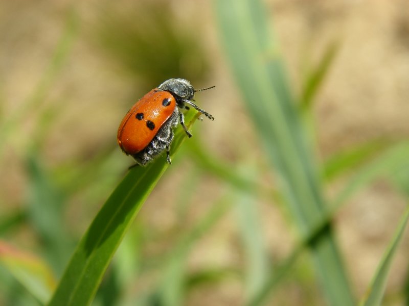 Insecto /|\ Beetle (Lachnaia tristigma)