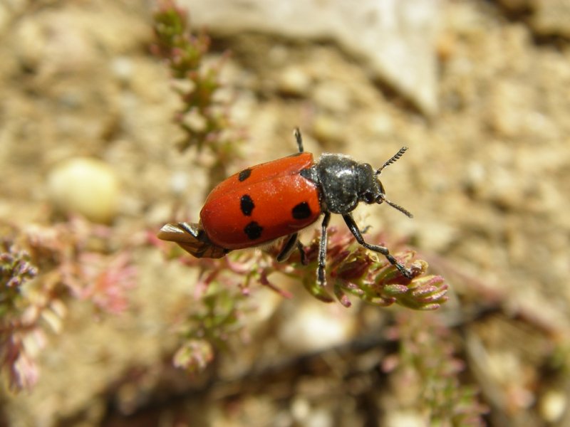 Escaravelho /|\ Leaf Beetle (Lachnaia tristigma)