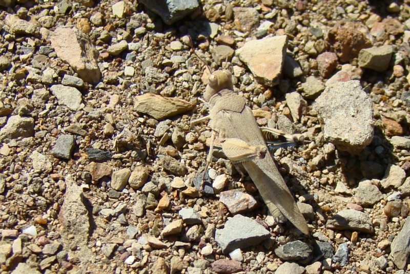  Gafanhoto /|\ Blue-Winged grasshopper (Oedipoda caerulescens), female