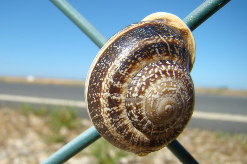 Caracol /|\ Snail