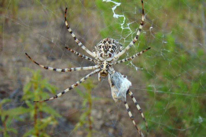 Aranha // Spider (Argiope lobata), female