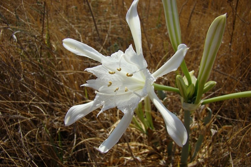 Lrio-das-areias (Pancratium maritimum) // Sea Daffodil