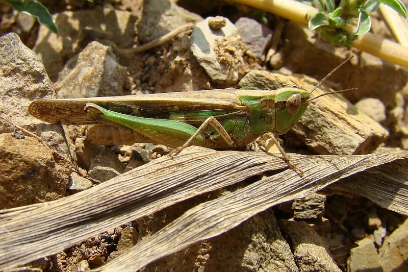  Gafanhoto /|\ Grasshopper (Aiolopus thalassinus)