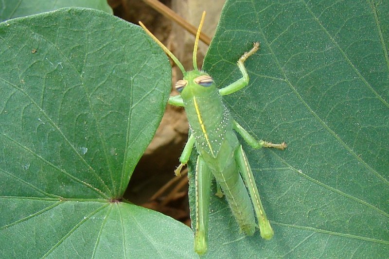 Ninfa do Gafanhoto-do-egipto (Anacridium aegyptium) /|\  Egyptian Grasshopper Nymph