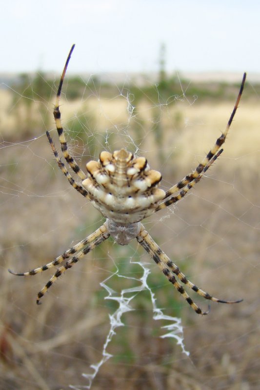  Aranha (Argiope lobata) /|\ Spider