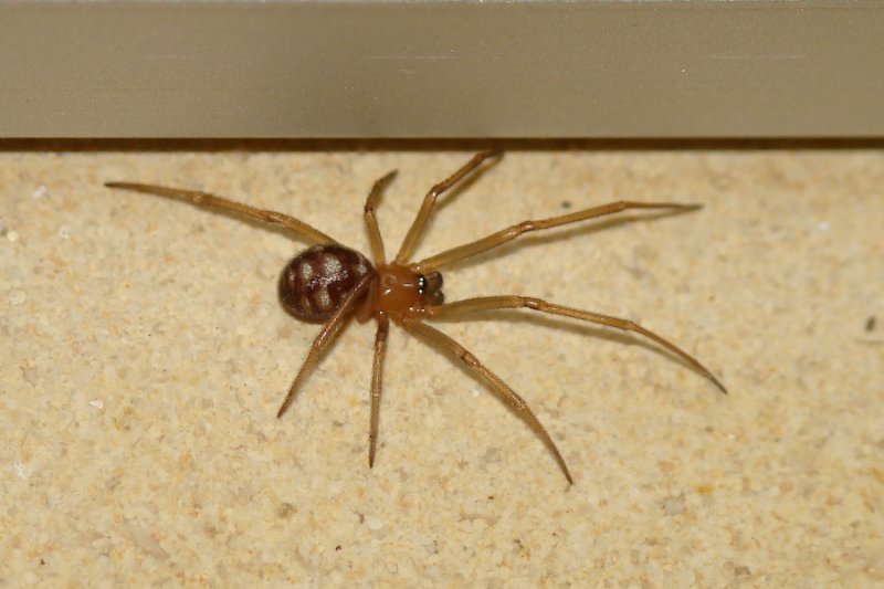 A Spider On My Room Steatoda Grossa False Black Widow Subadult Male Photo Valter Jacinto Photos At Pbase Com