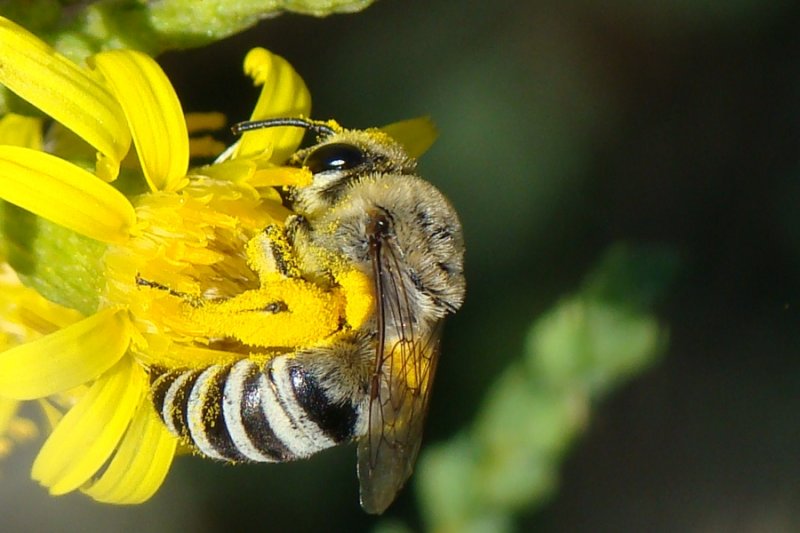 Abelha // Bee (Colletes abeillei)