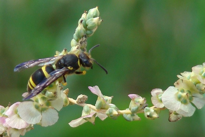 Vespa // Wasp (Ancistrocerus biphaleratus)