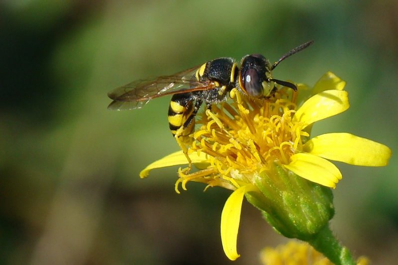 Vespa // Wasp (Philanthus triangulum), male