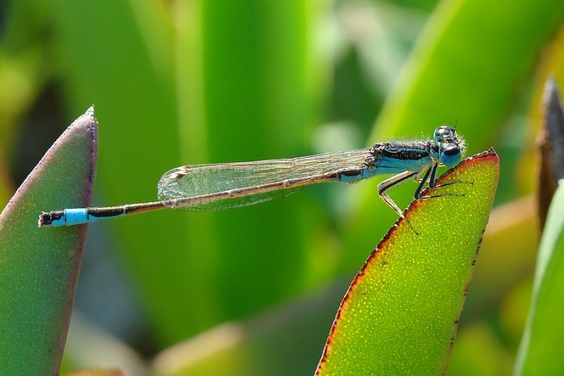  Libelinha // Iberian Bluetail (Ischnura graellsii), male