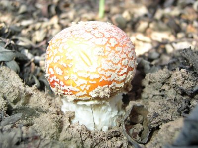 Mata-moscas ou Amanita (Amanita muscaria) // Fly Agaric