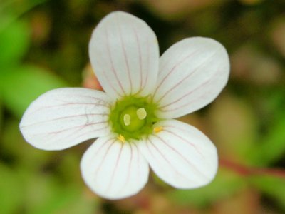 Quaresma (Saxifraga granulata) /|\ Meadow saxifrage
