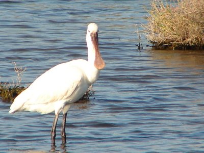 Colhereiro // Spoonbill (Platalea leucorodia)