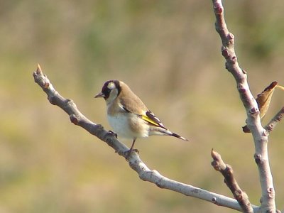 Pintassilgo (Carduelis carduelis) /|\ Goldfinch