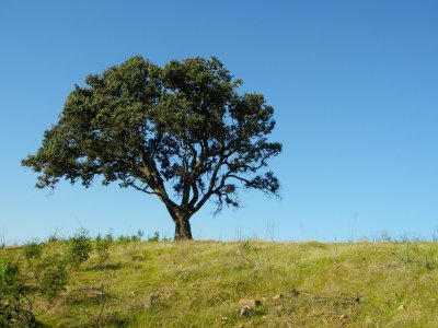 Azinheira // Holm Oak (Quercus ilex subsp. rotundifolia)