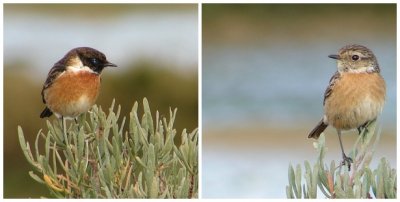 Cartaxo // European Stonechat (Saxicola rubicola subsp. rubicola), male and female