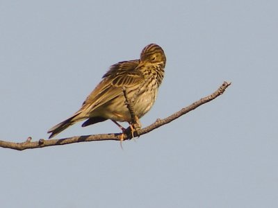 Petinha-dos-prados // Meadow Pipit (Anthus pratensis)