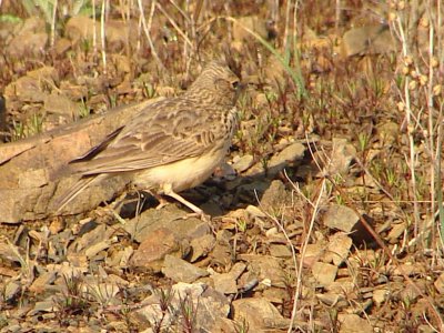 Cotovia-do-monte // Thekla Lark (Galerida theklae)