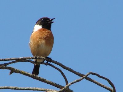 Cartaxo // European Stonechat (Saxicola rubicola subsp. rubicola), male