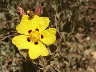 Sargaça-das-areias (Halimium halimifolium)