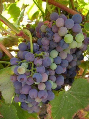 Cacho de Uvas /|\ Cluster of Grapes (Vitis sp.)