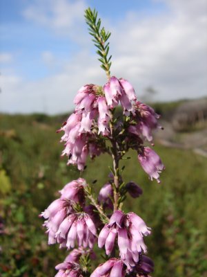 Urze-vermelha (Erica australis)