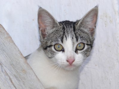 Gato /|\ Cat