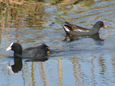 Galeiro & Galinha d'gua /|\ Coot & Moorhen